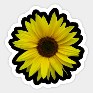 sunflower, sunflowers, bloom, summer, flower Sticker